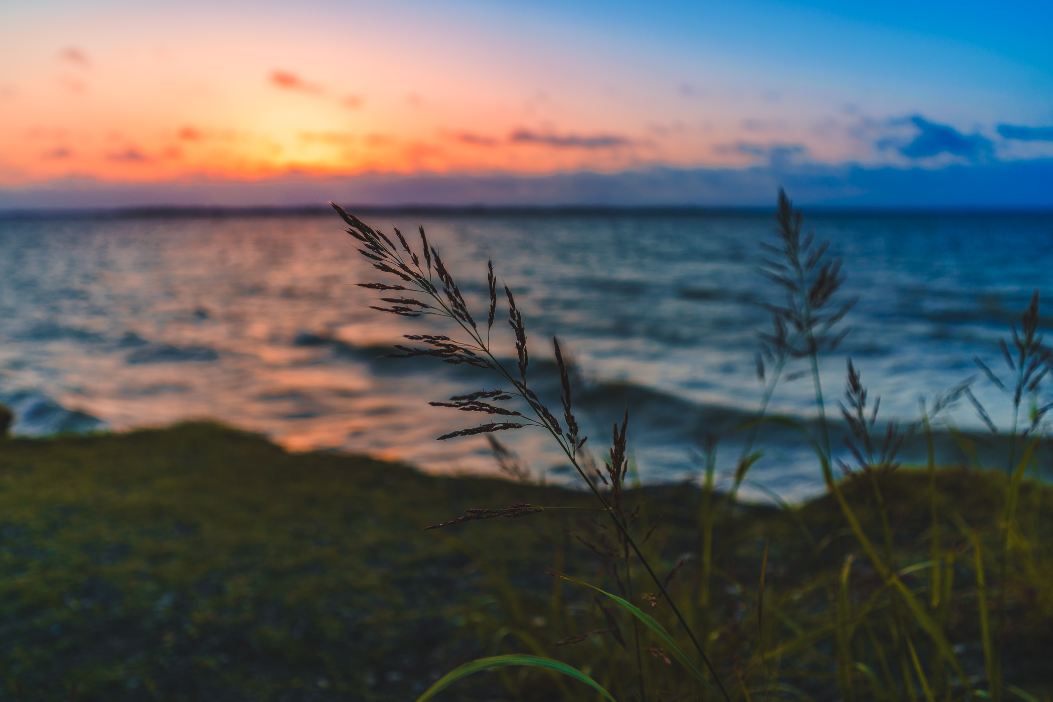Tall grass grows on the shore of North Texas' Lake Lavon.