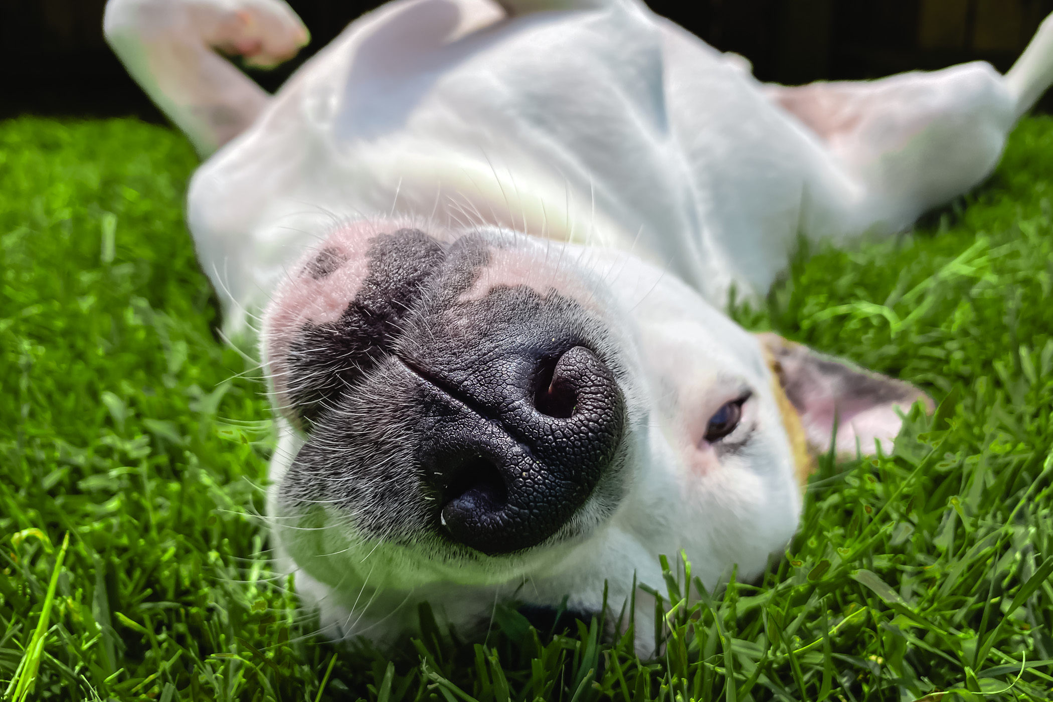 Our dog, Millie, rolls in the grass of our yard in McKinney, Texas.