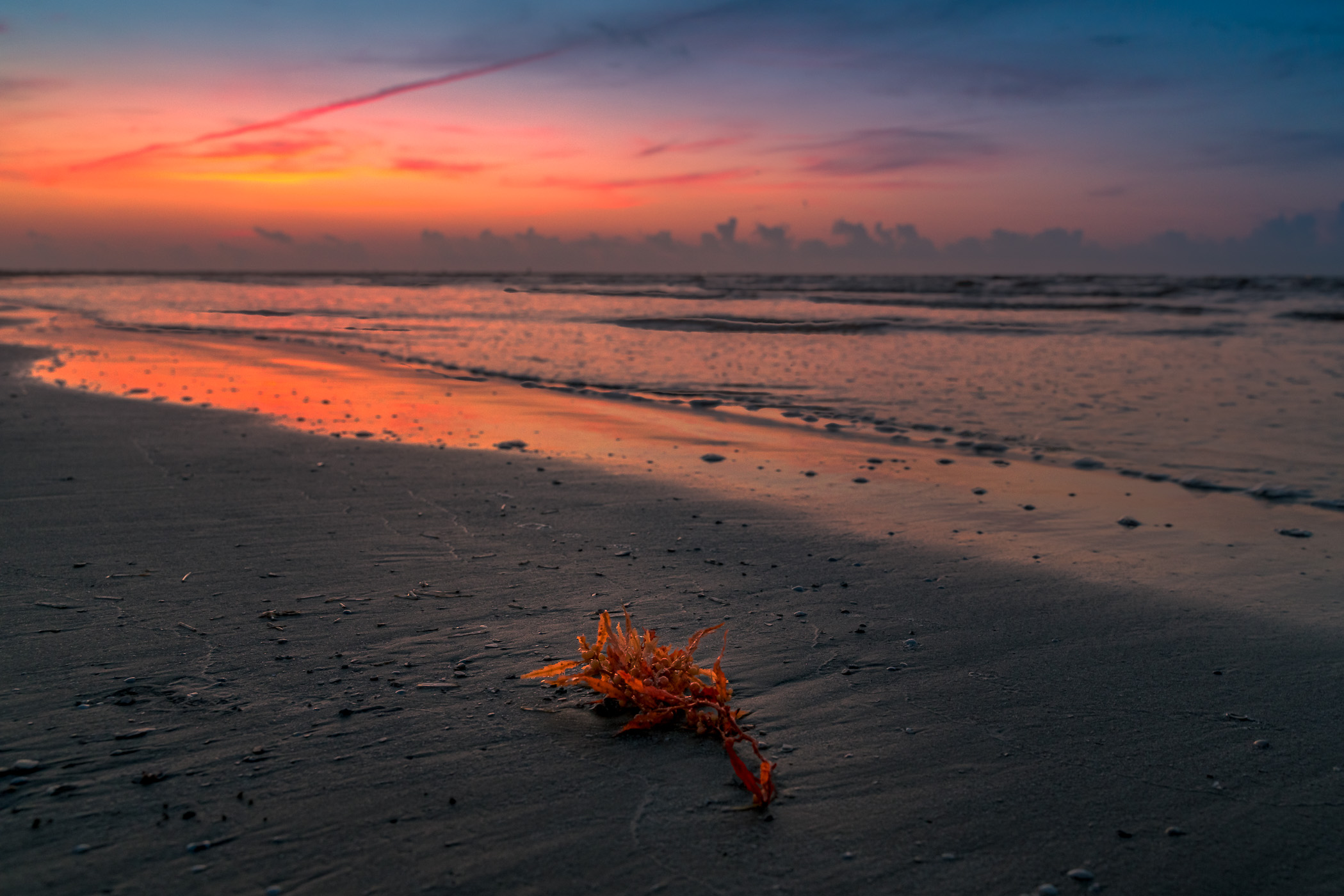 Seaweed washed up on the shore of a Port Aransas, Texas, beach.