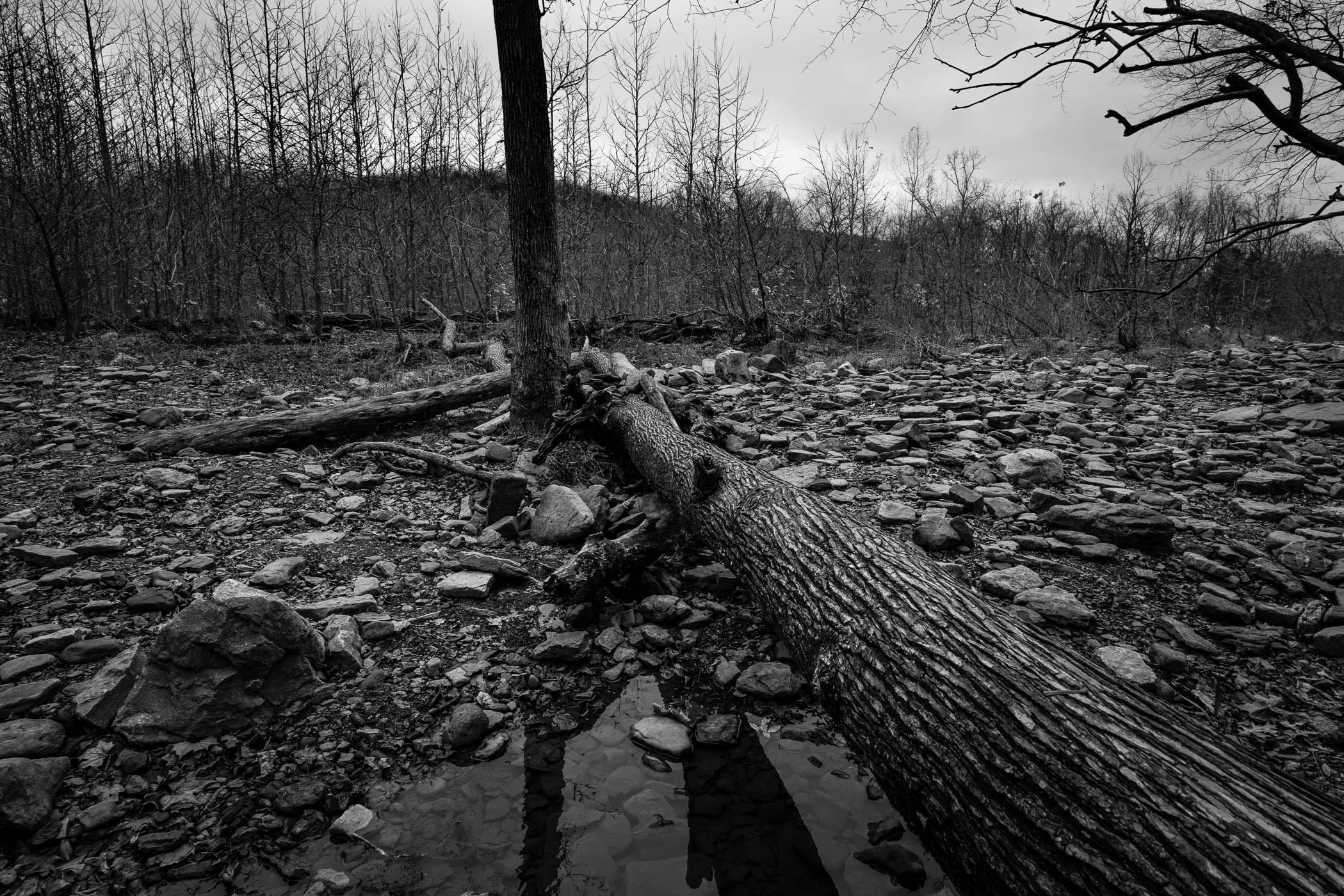 A fallen tree at Devil's Den State Park, Arkansas.