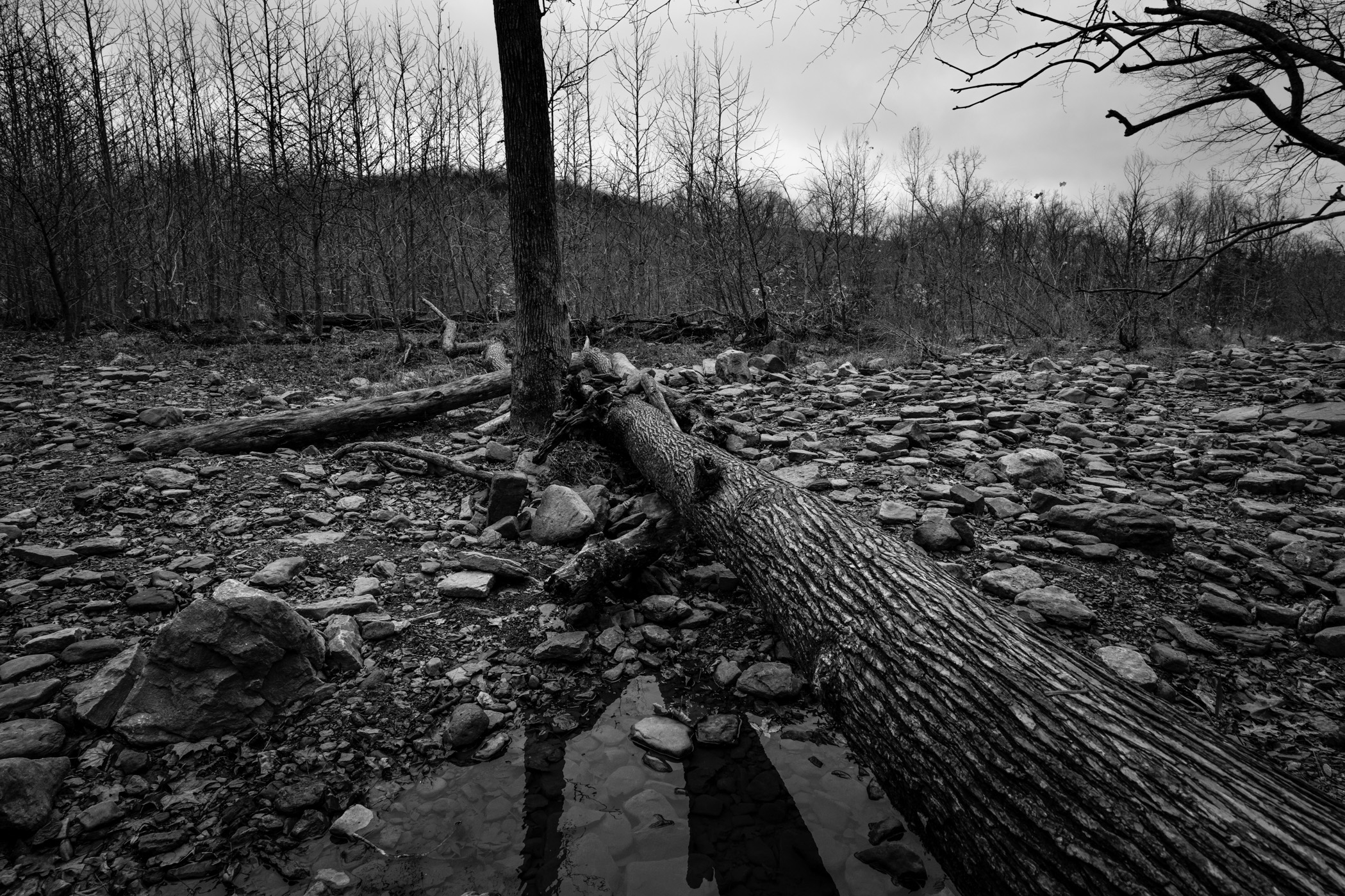 A fallen tree at Devil's Den State Park, Arkansas.