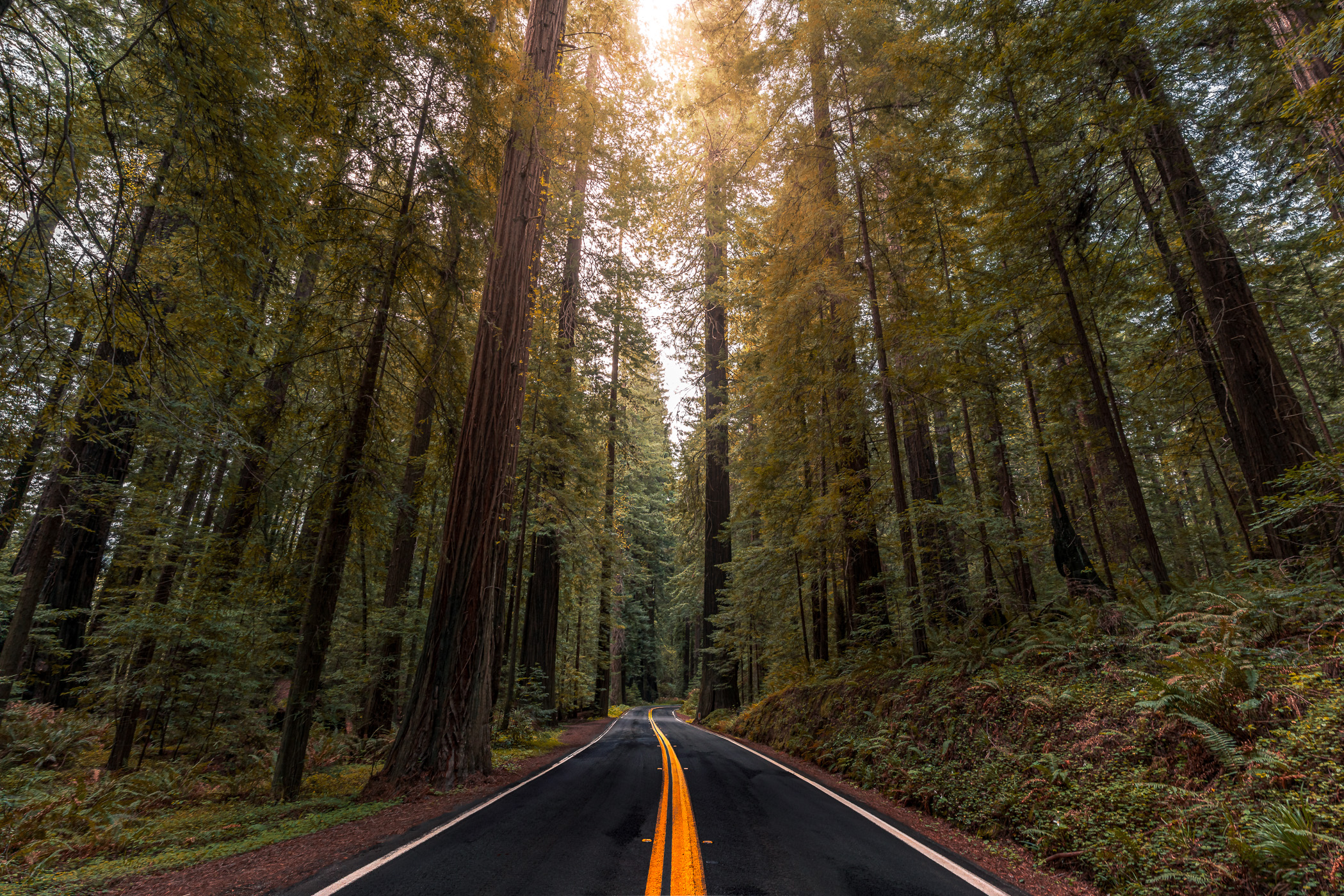 The Avenue of the Giants wends through Humboldt Redwoods State Park, California.