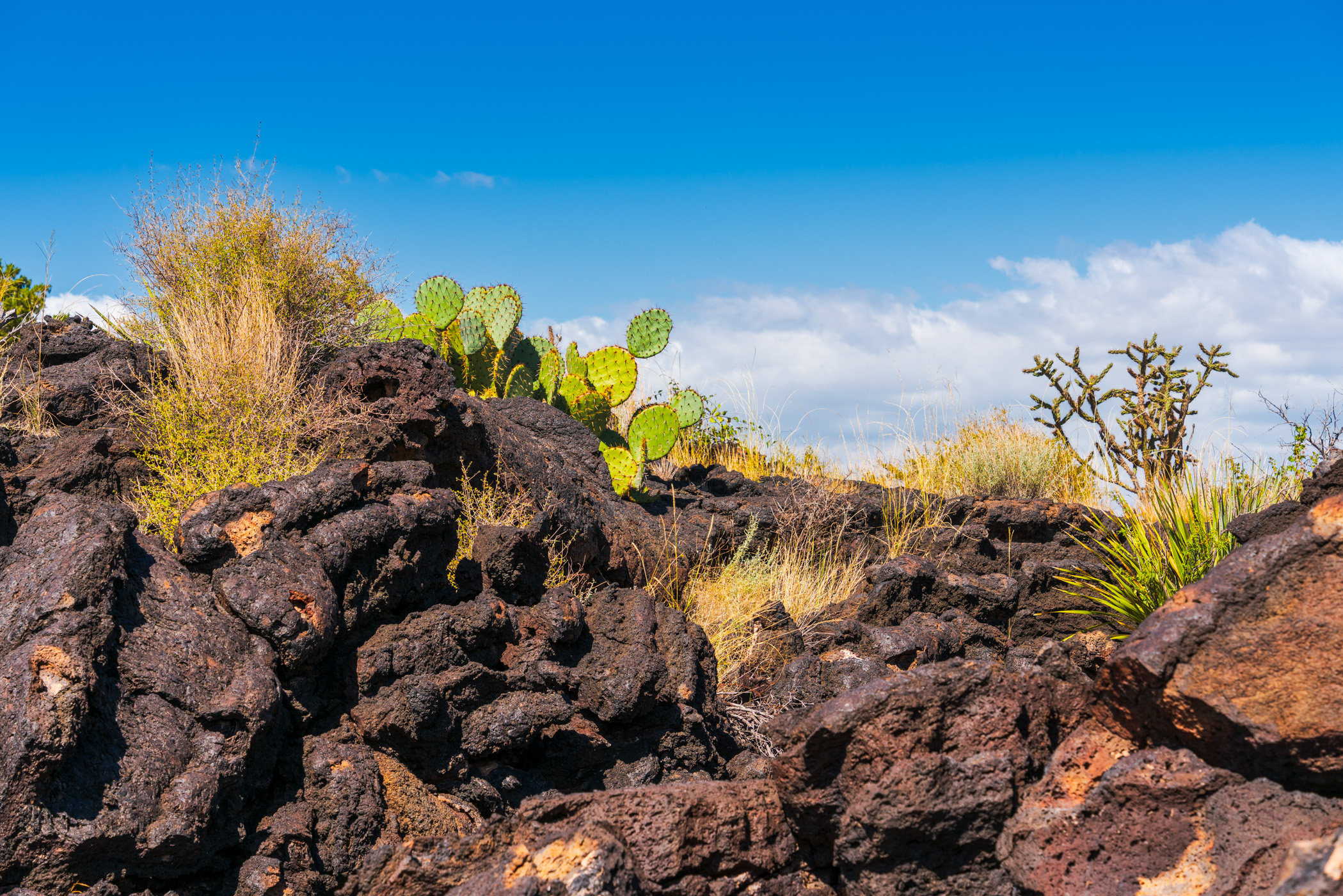 Desert flora grows atop ancient lava flows at the Valley of Fires in the Carrizozo Malpais, New Mexico.