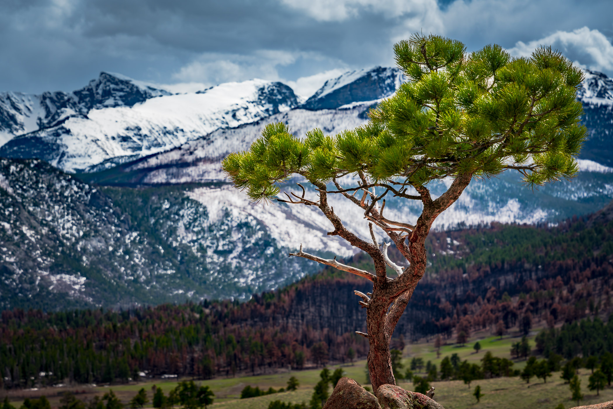 A lodgepole pine tree grows on a mountainside in Colorado's Rocky Mountain National Park.