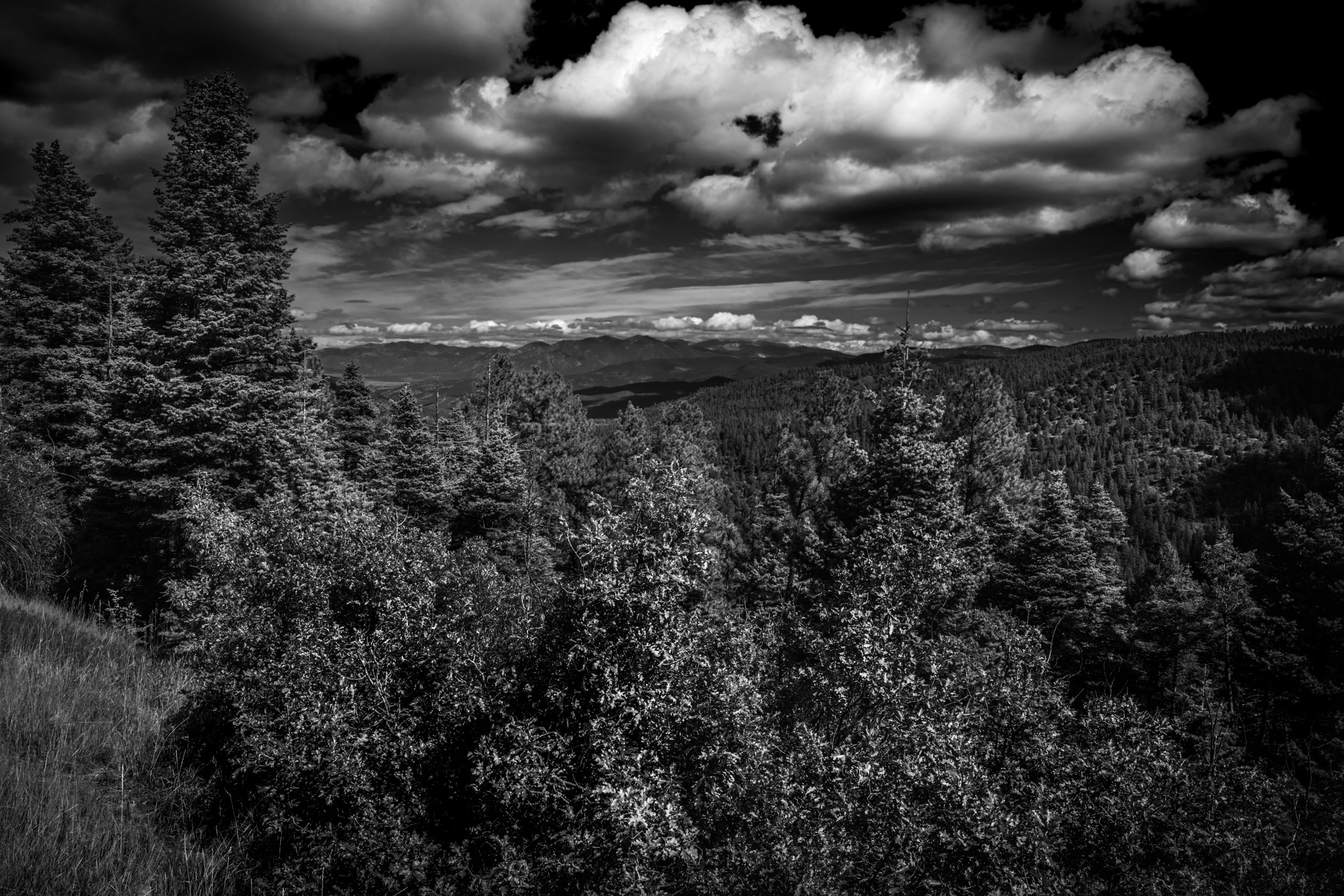 Trees grow in the forested mountains of New Mexico near Taos.