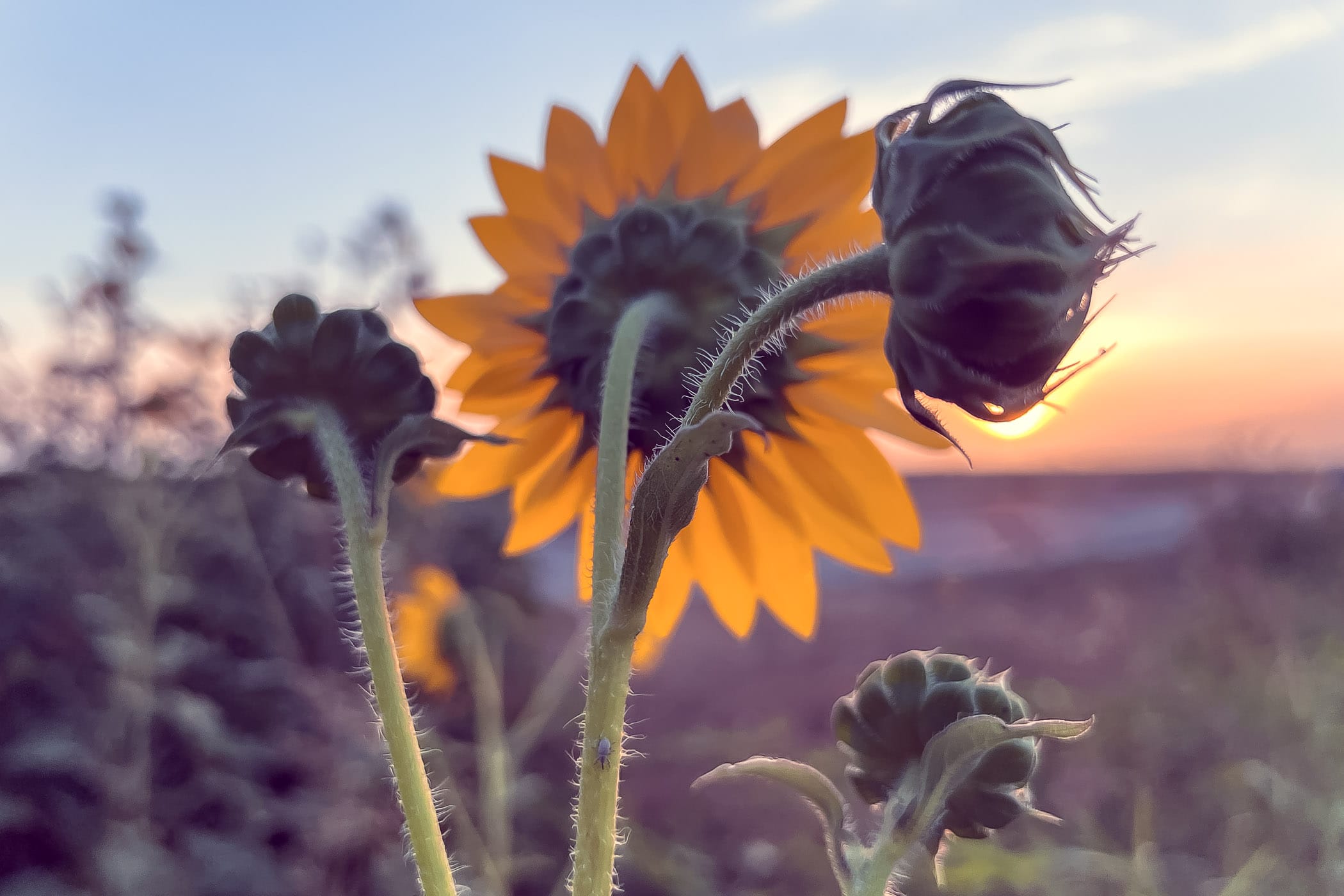 A sunflower faces the morning sun near McKinney, Texas.