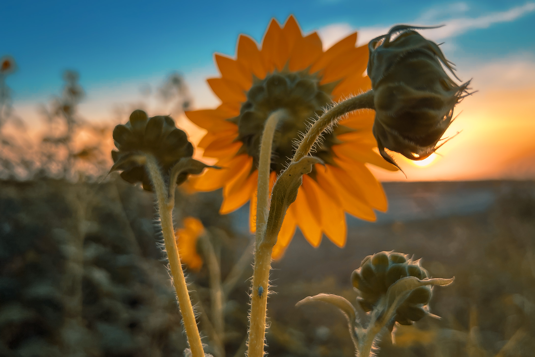 A sunflower faces the morning sun near McKinney, Texas.