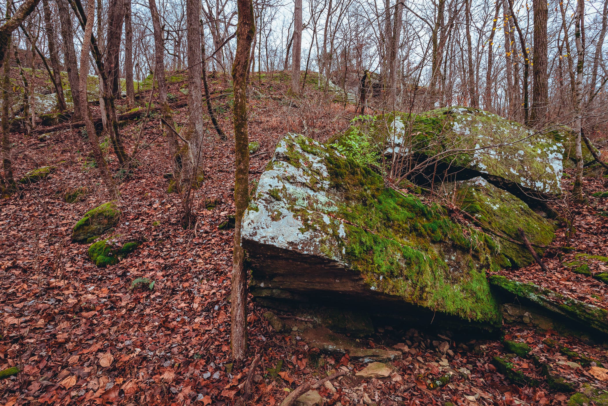 Rocks covered in moss in the forest at Arkansas' Devil's Den State Park.