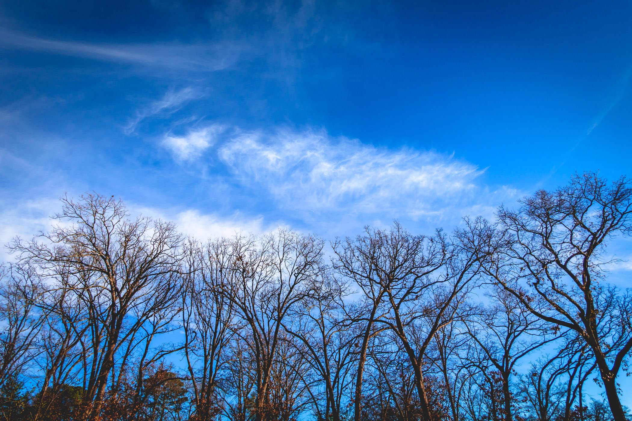 The tops of trees in the blue East Texas sky in the city of Tyler.