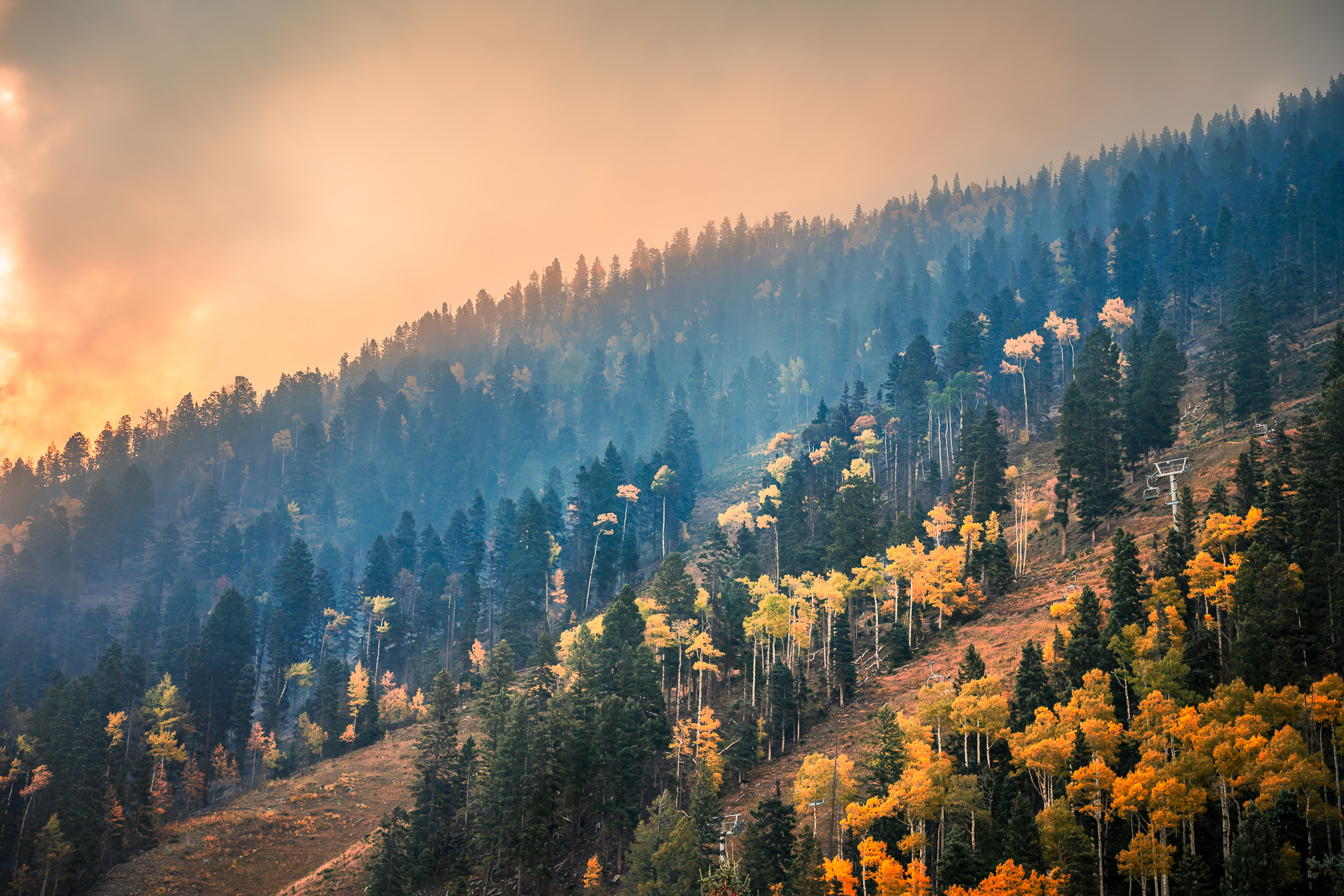 Evening among the towering trees of Taos Ski Valley, New Mexico.