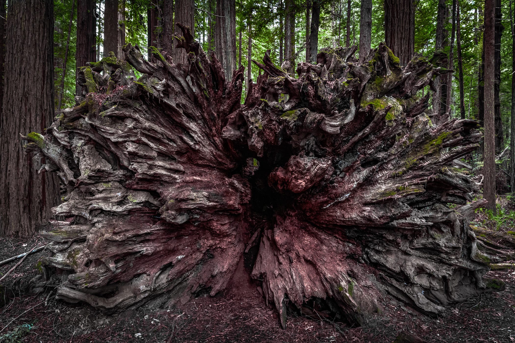 The base of a fallen Coast Redwood found in California's Humboldt Redwoods State Park.