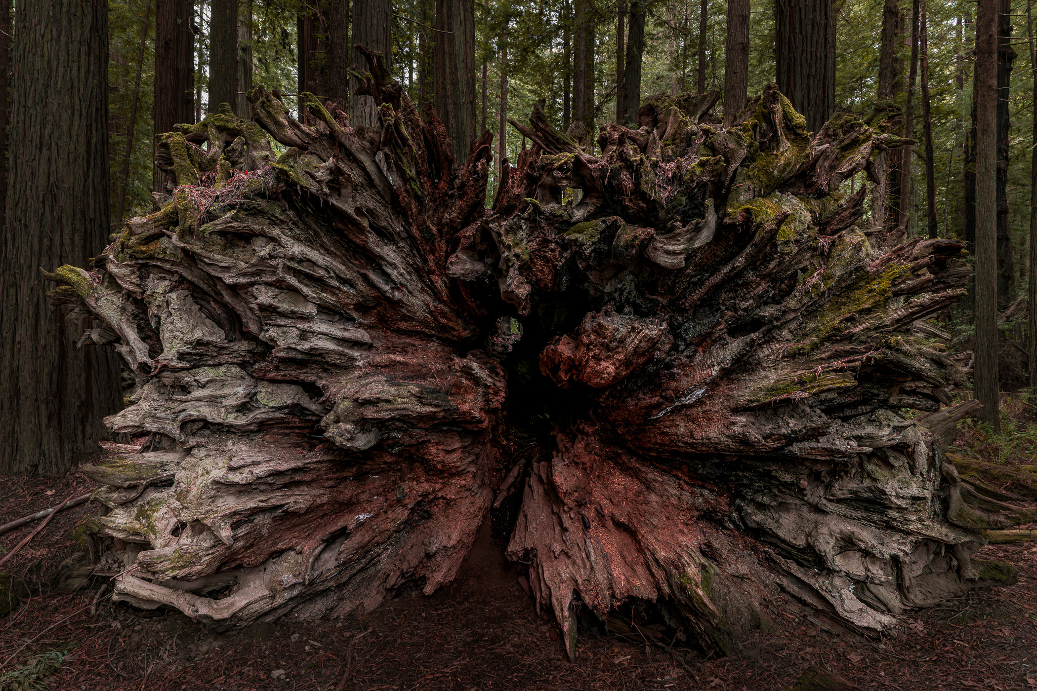 The base of a fallen Coast Redwood found in California's Humboldt Redwoods State Park.