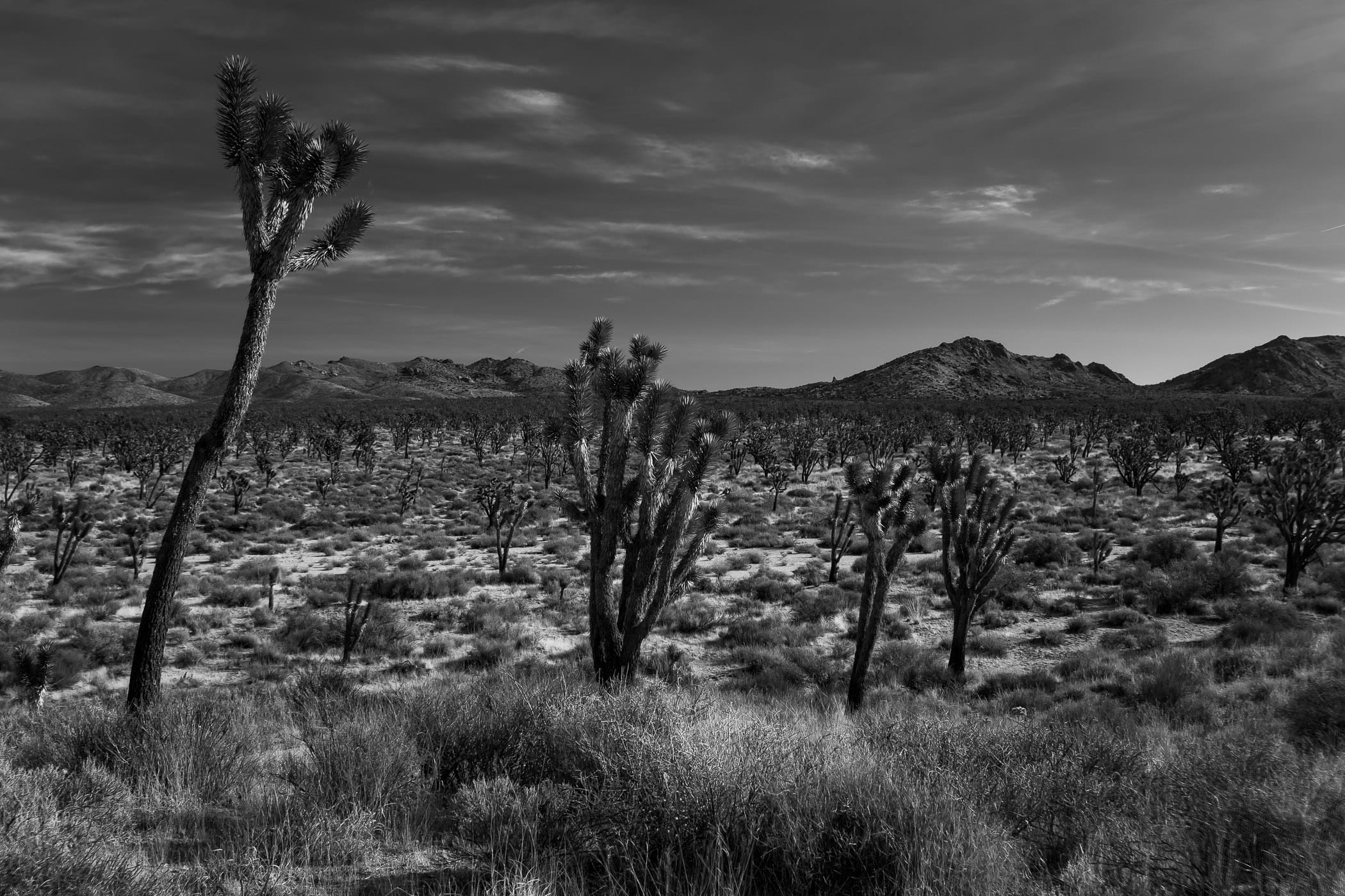 Joshua trees in the dry desert of California's Mojave National Preserve.