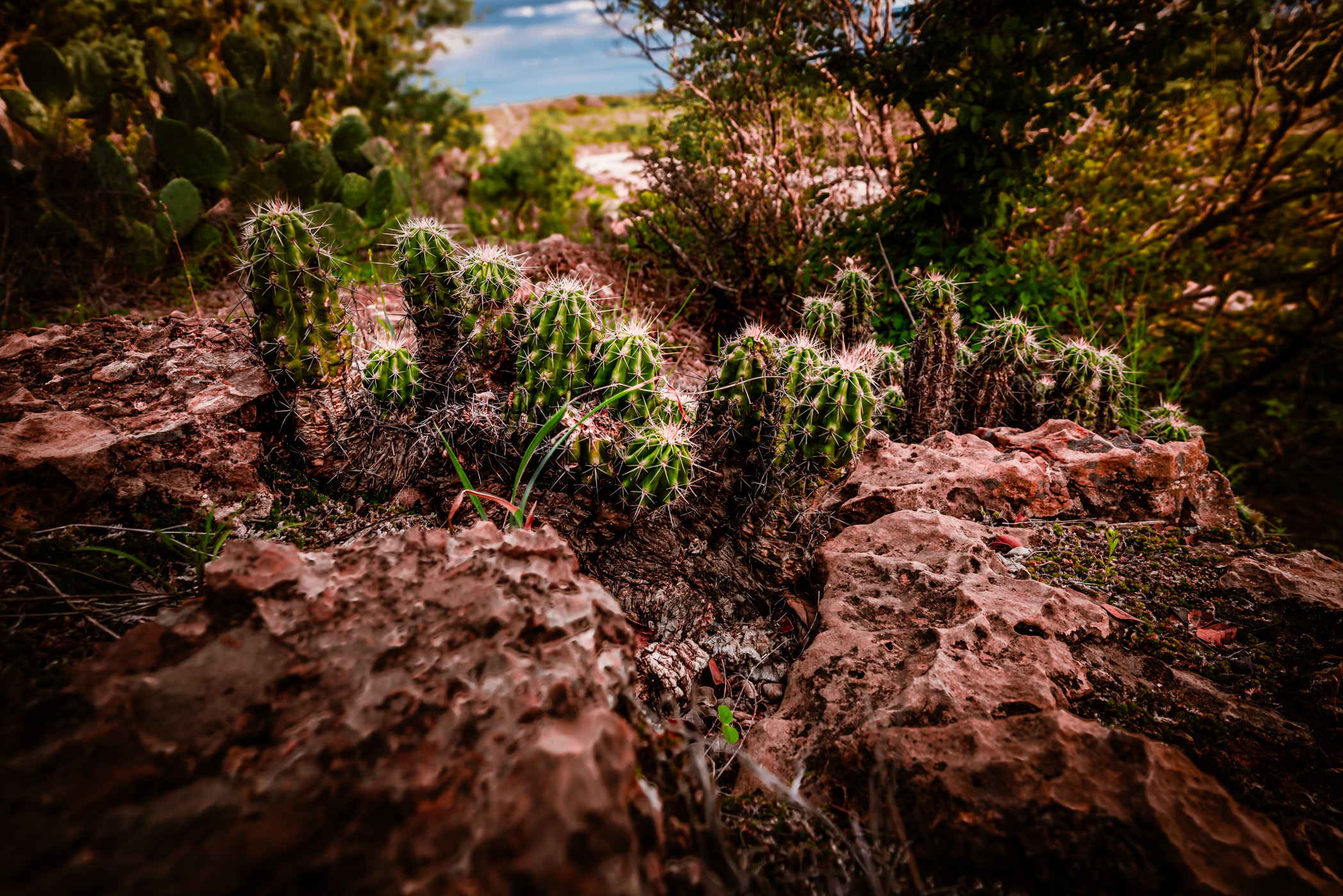 A cluster of cacti on a bluff near Mason, Texas.