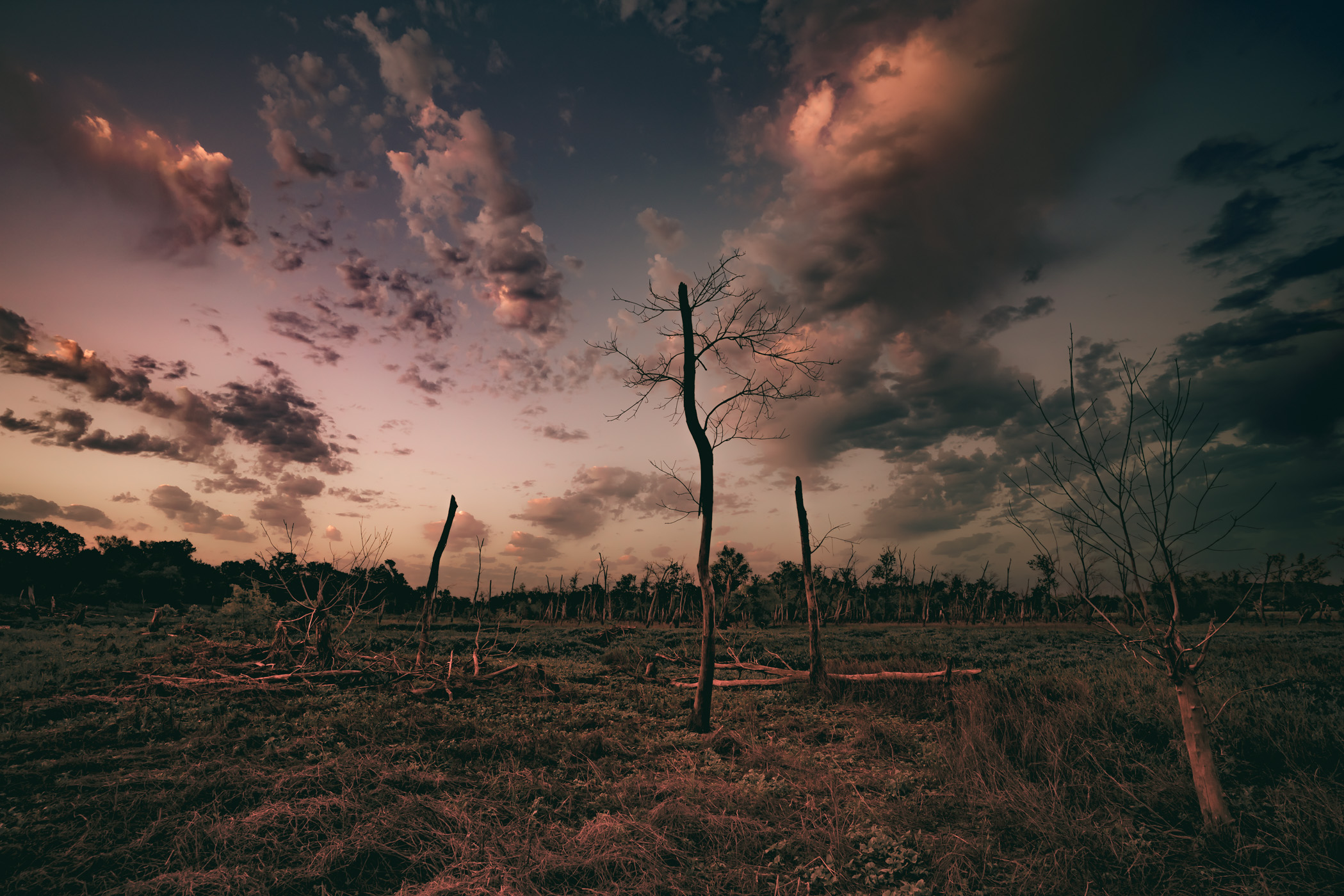 Barren, leafless trees at North Texas' Hagerman National Wildlife Refuge.