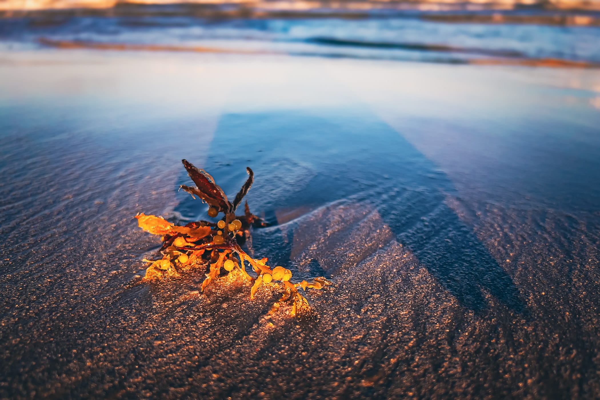 Seaweed washed ashore on a Port Aransas, Texas, beach.