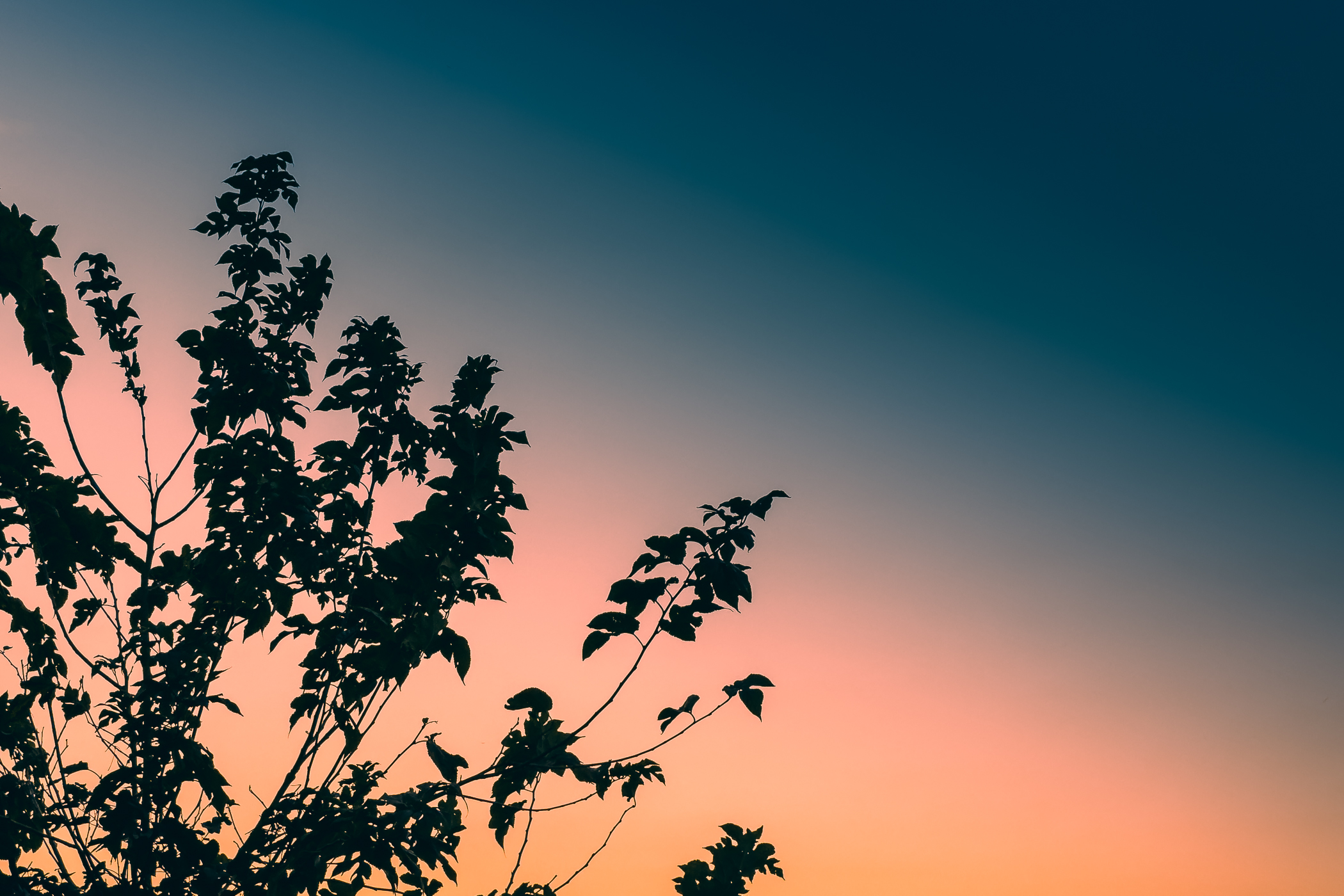 The last light of day silhouettes tree branches in McKinney, Texas.
