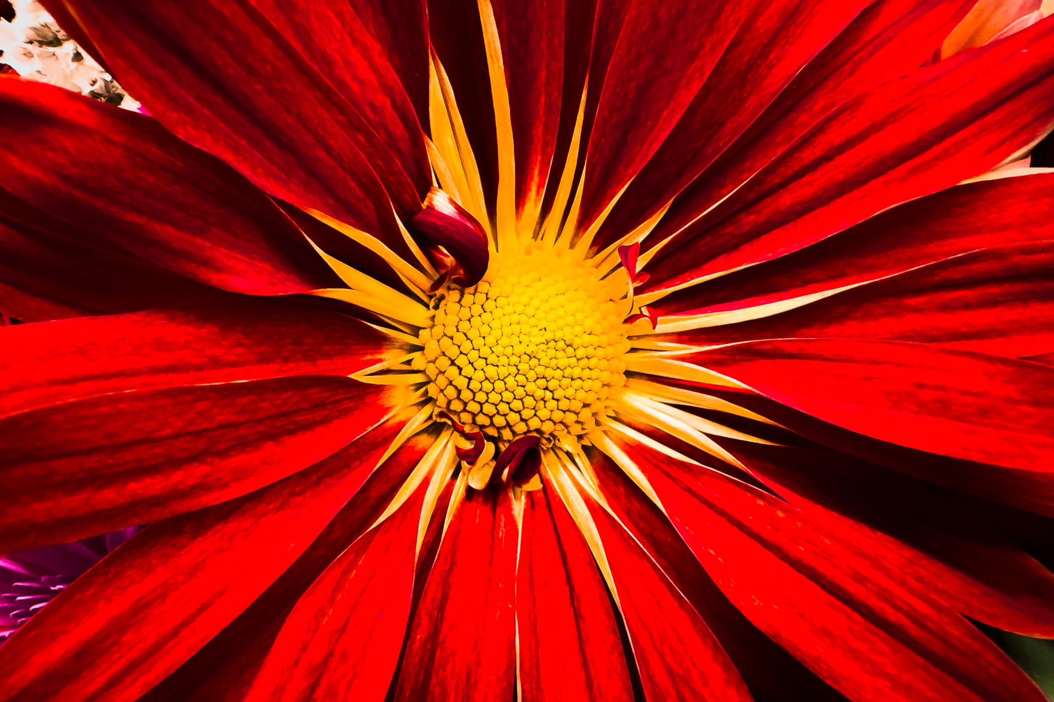 Detail of a red daisy, spottted in McKinney, Texas.