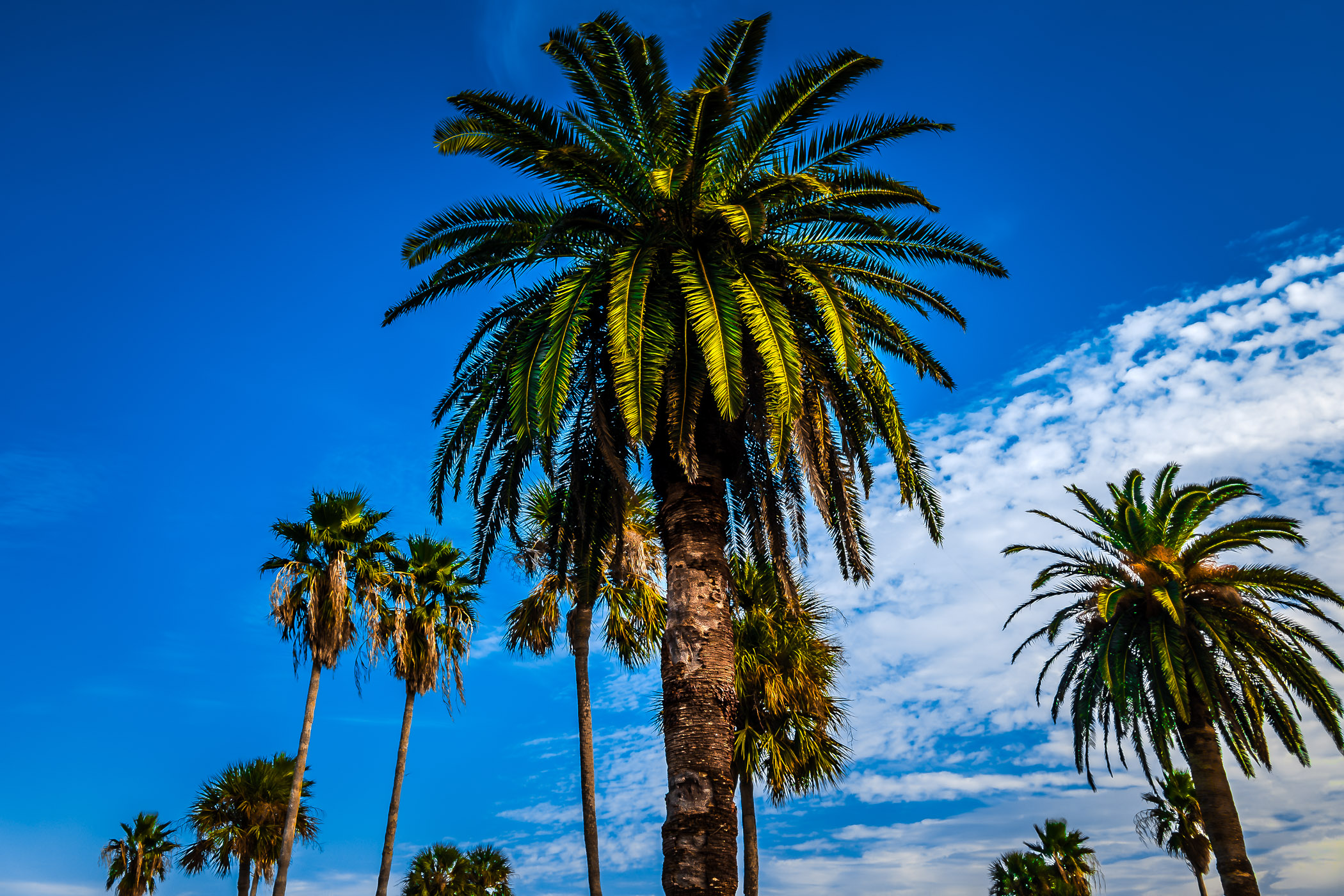 Palm trees grow high into the Galveston, Texas, sky.