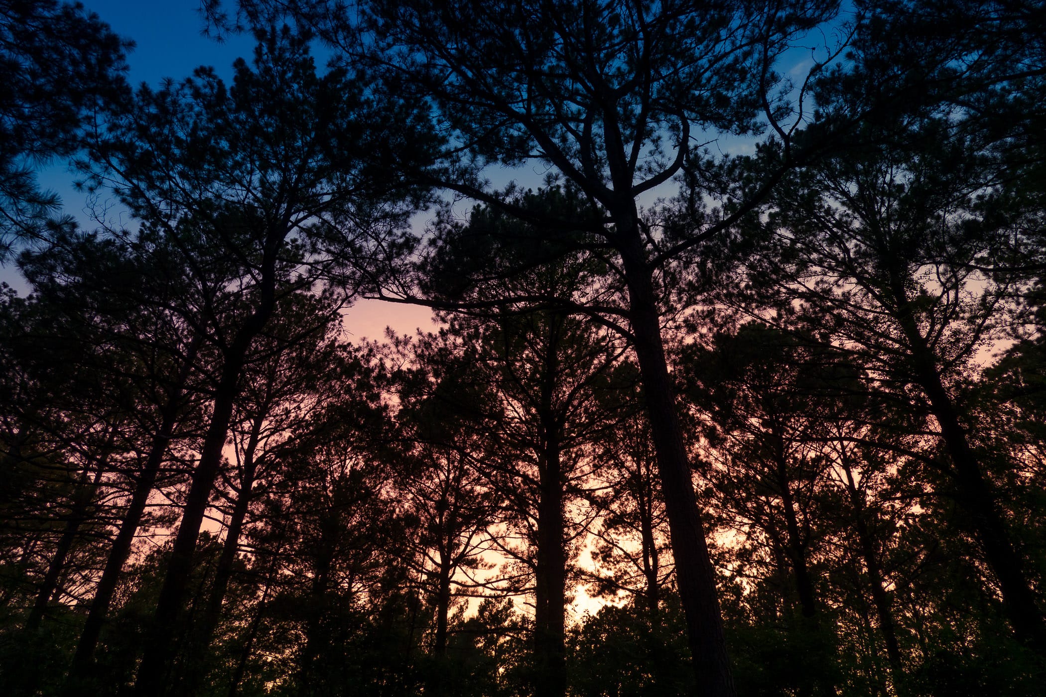 The sun sets on the pine forest near Hochatown, Oklahoma.