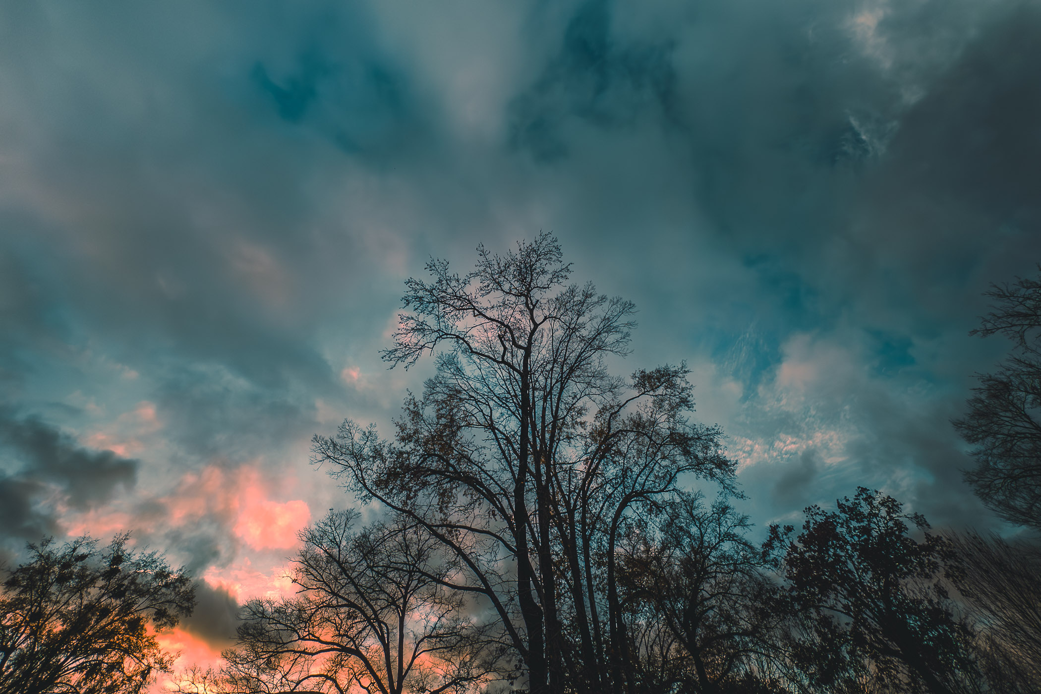 Trees reach into the evening sky over Tyler, Texas.