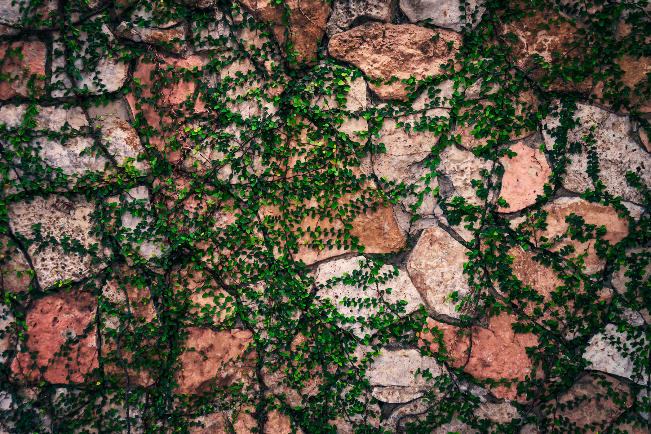 Vines grow on the Monumento a la Patria in Mérida, Mexico.