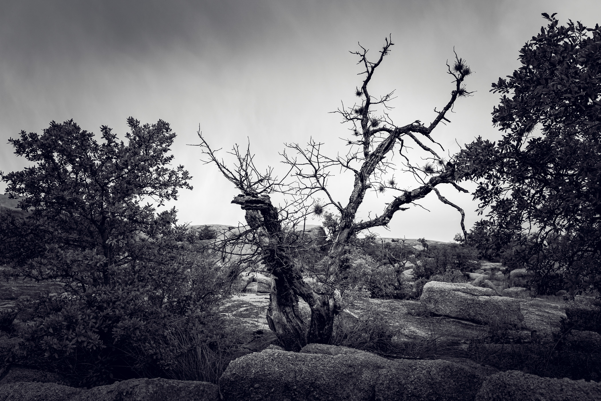 Trees sprout from the granite landscape of Texas' Enchanted Rock.