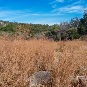 Tall Grass in the Hills