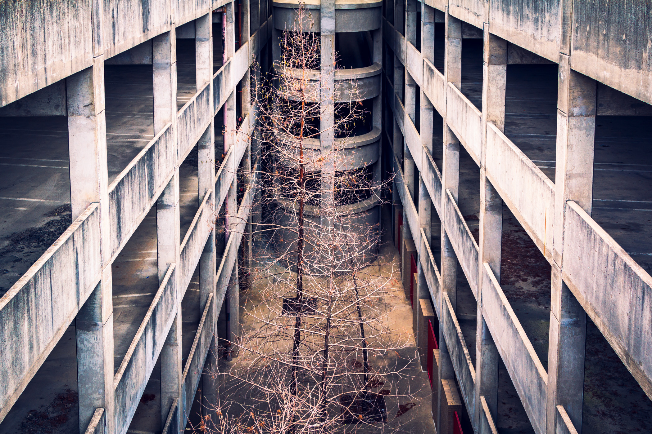 Trees grow in an abandoned parking garage—originally built for the now-demolished Reunion Arena—near Downtown Dallas.