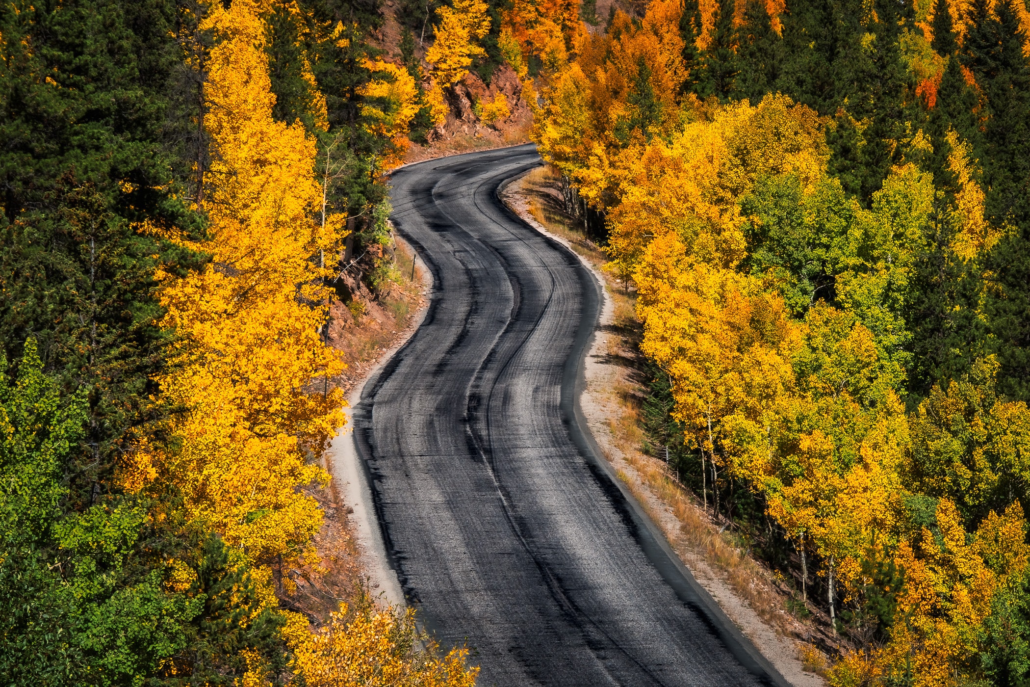 Guanella Pass Road wends its way through the forest of its namesake in Colorado.