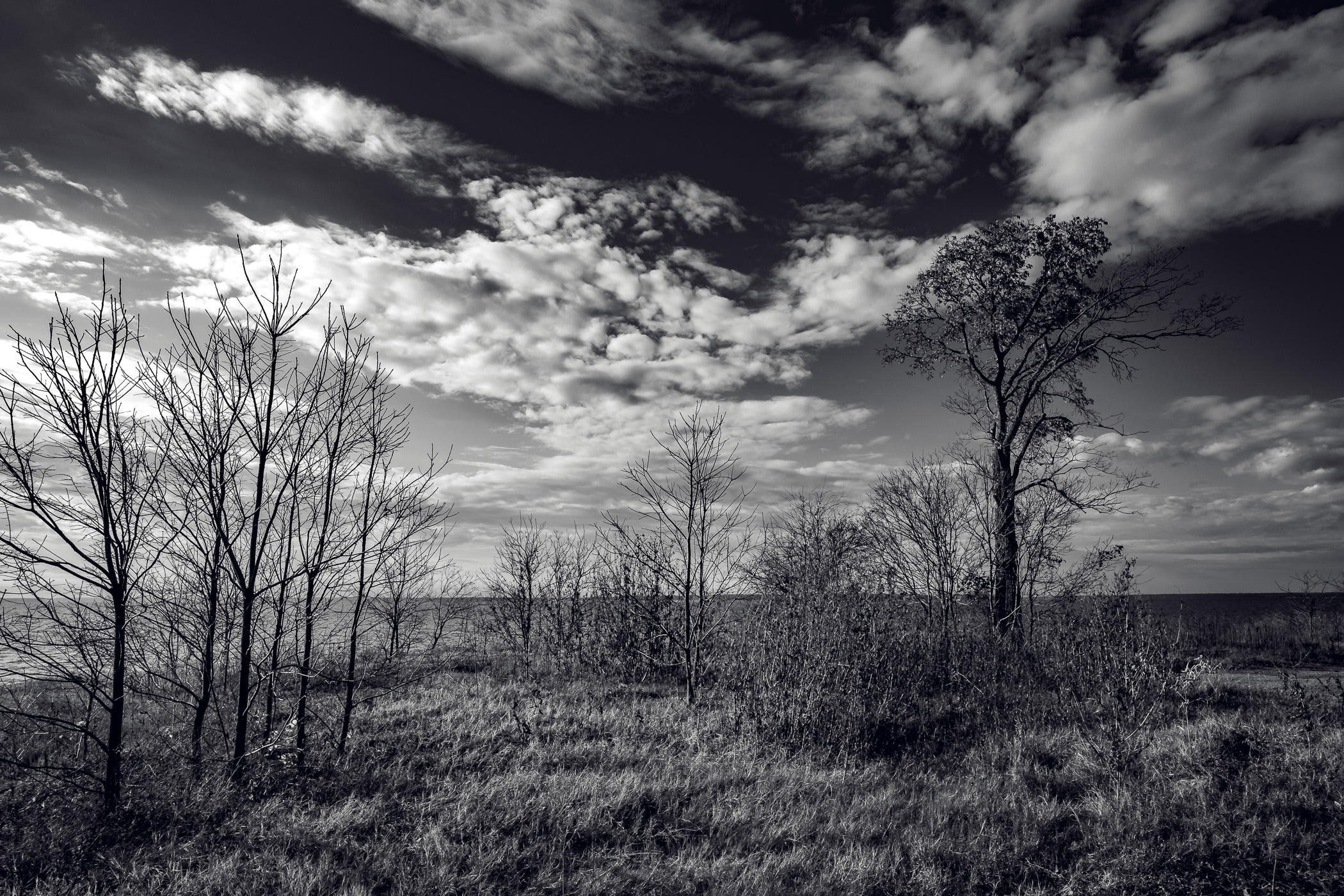 Barren trees on the cold winter shore of Lake Texoma's Washita Point, Oklahoma.