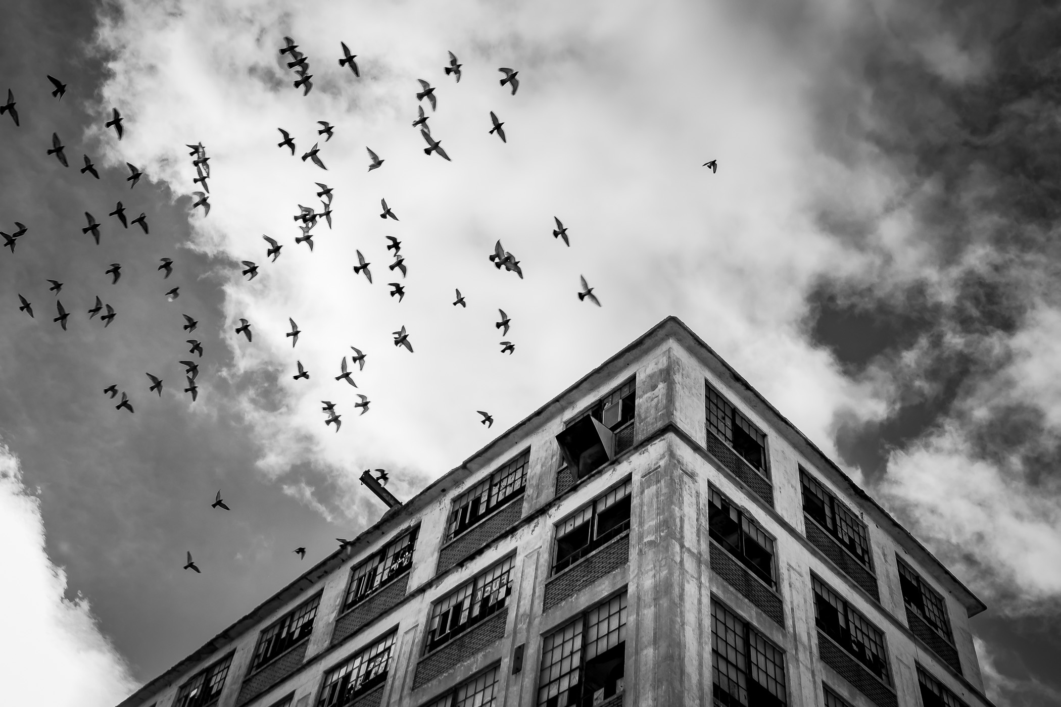 A flock of birds takes flight over an abandoned warehouse at a grain elevator in Downtown Sherman, Texas.