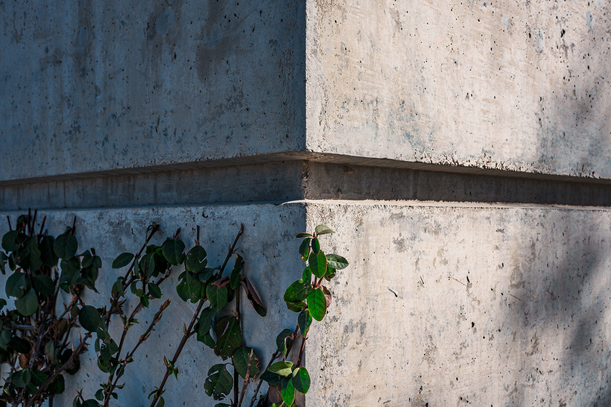 Vines grow on a building corner at Fort Worth, Texas' Tarrant County College Trinity River Campus.