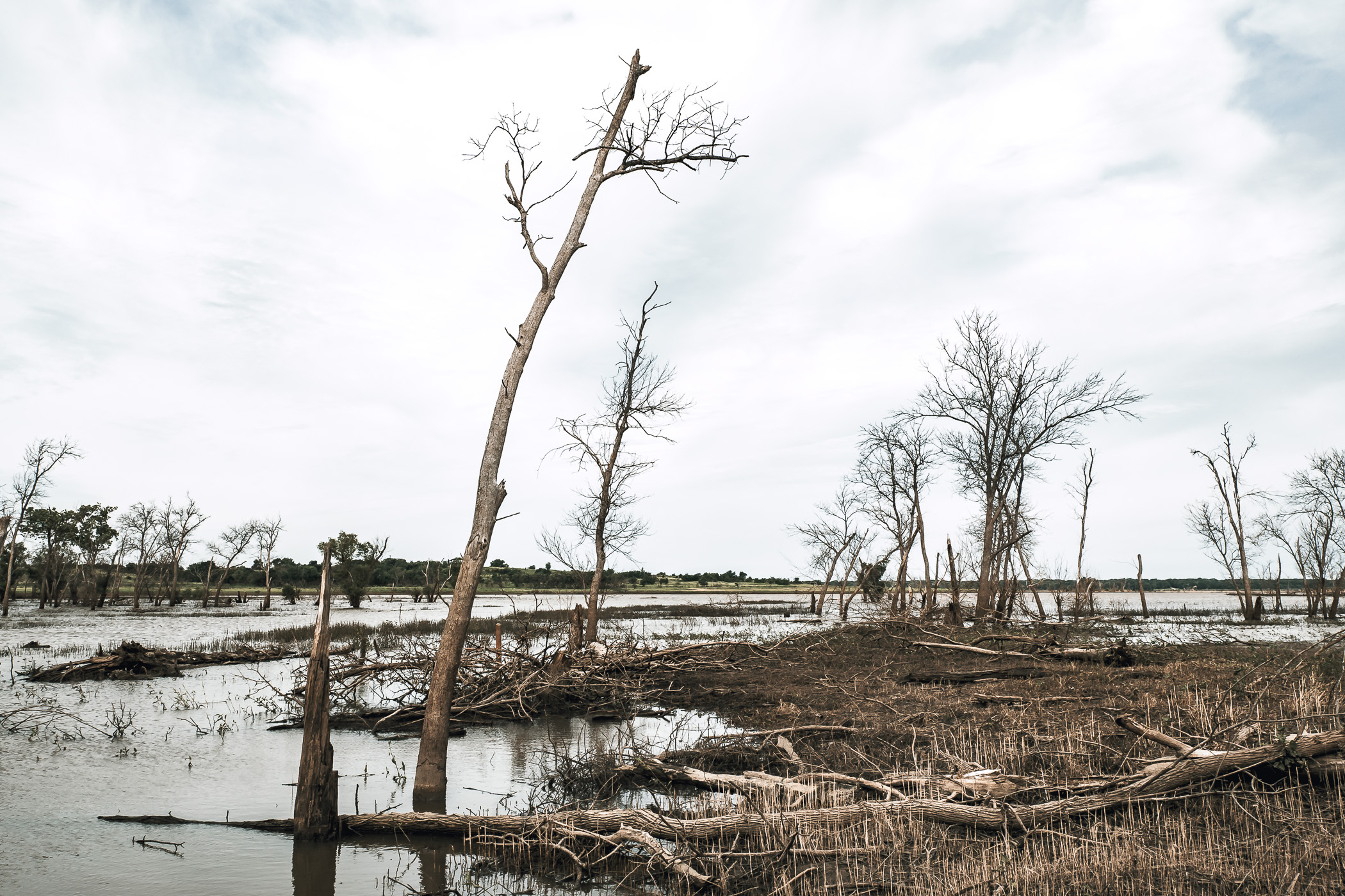 Barren trees on the banks of Big Mineral Creek at North Texas' Hagerman National Wildlife Refuge.