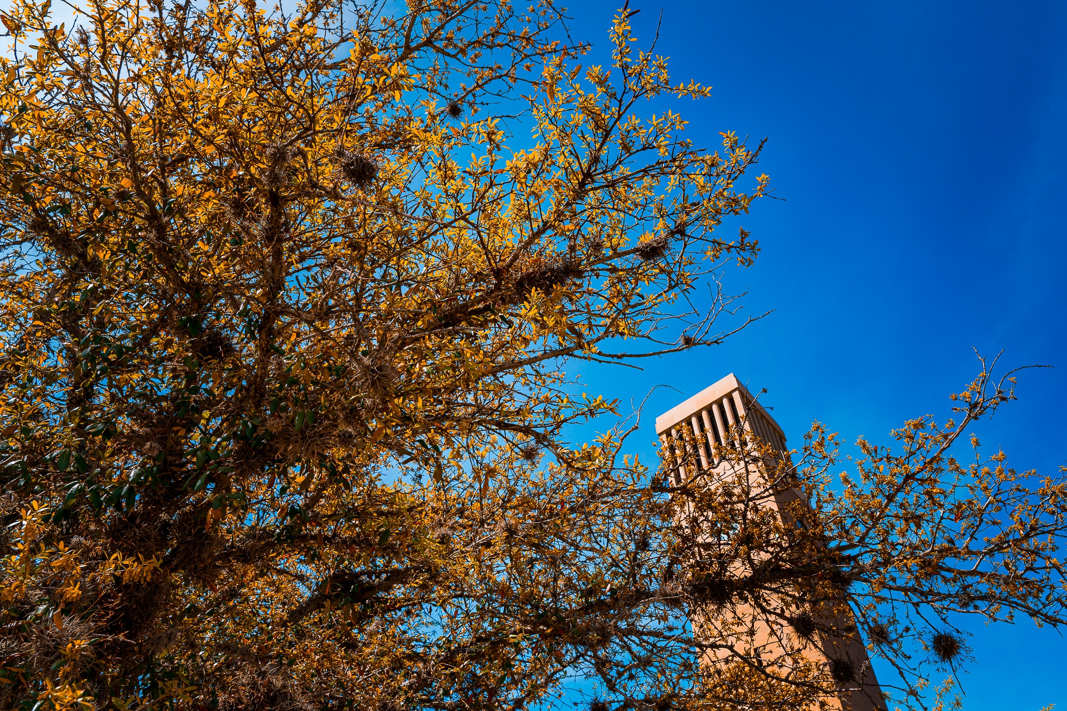Texas A&M University's Albritton Bell Tower rises into the blue sky over the College Station campus. Texas A&M University's Albritton Bell Tower rises into the blue sky over the College Station campus.