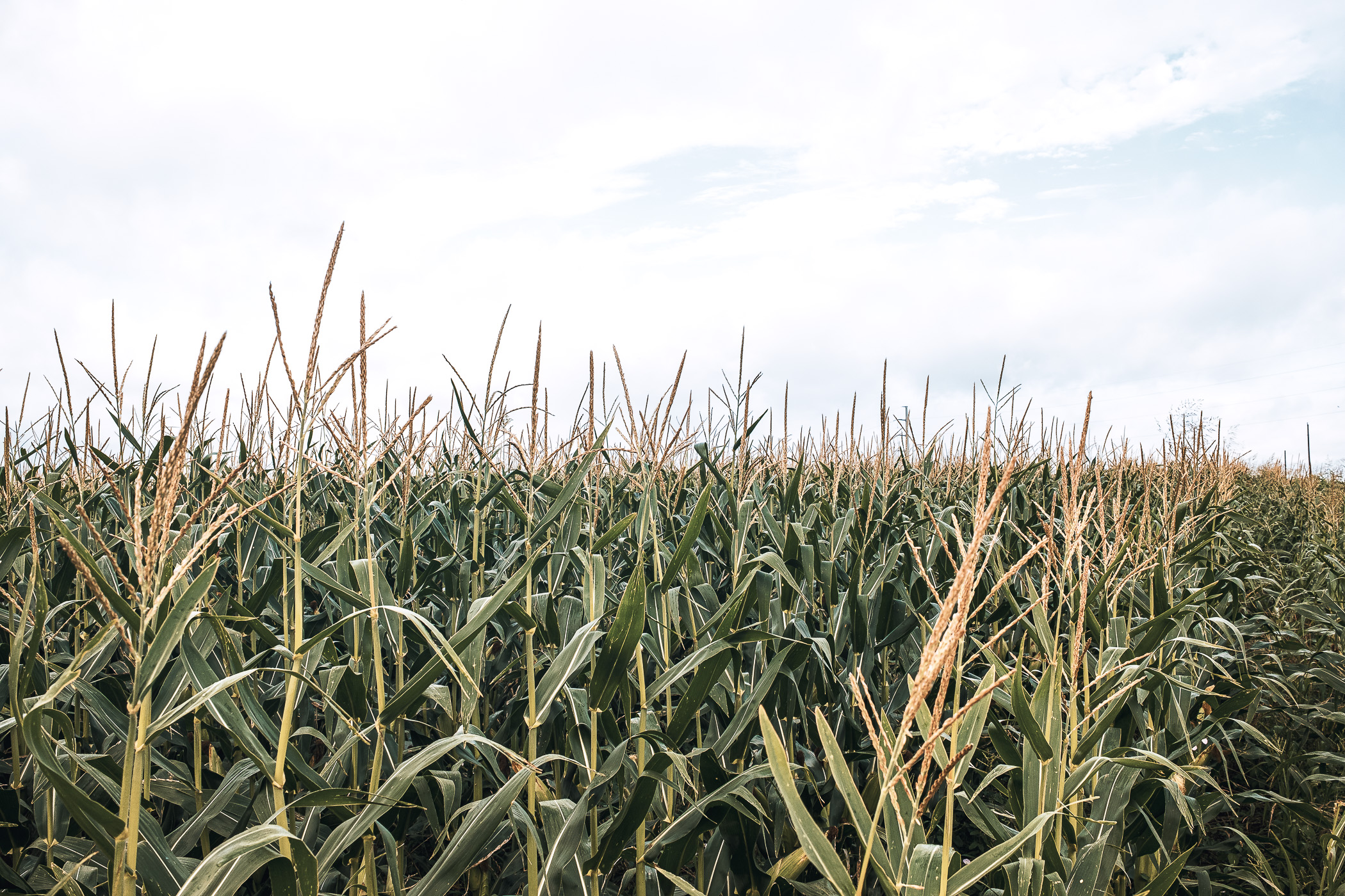 In a cornfield near the North Texas town of Anna.