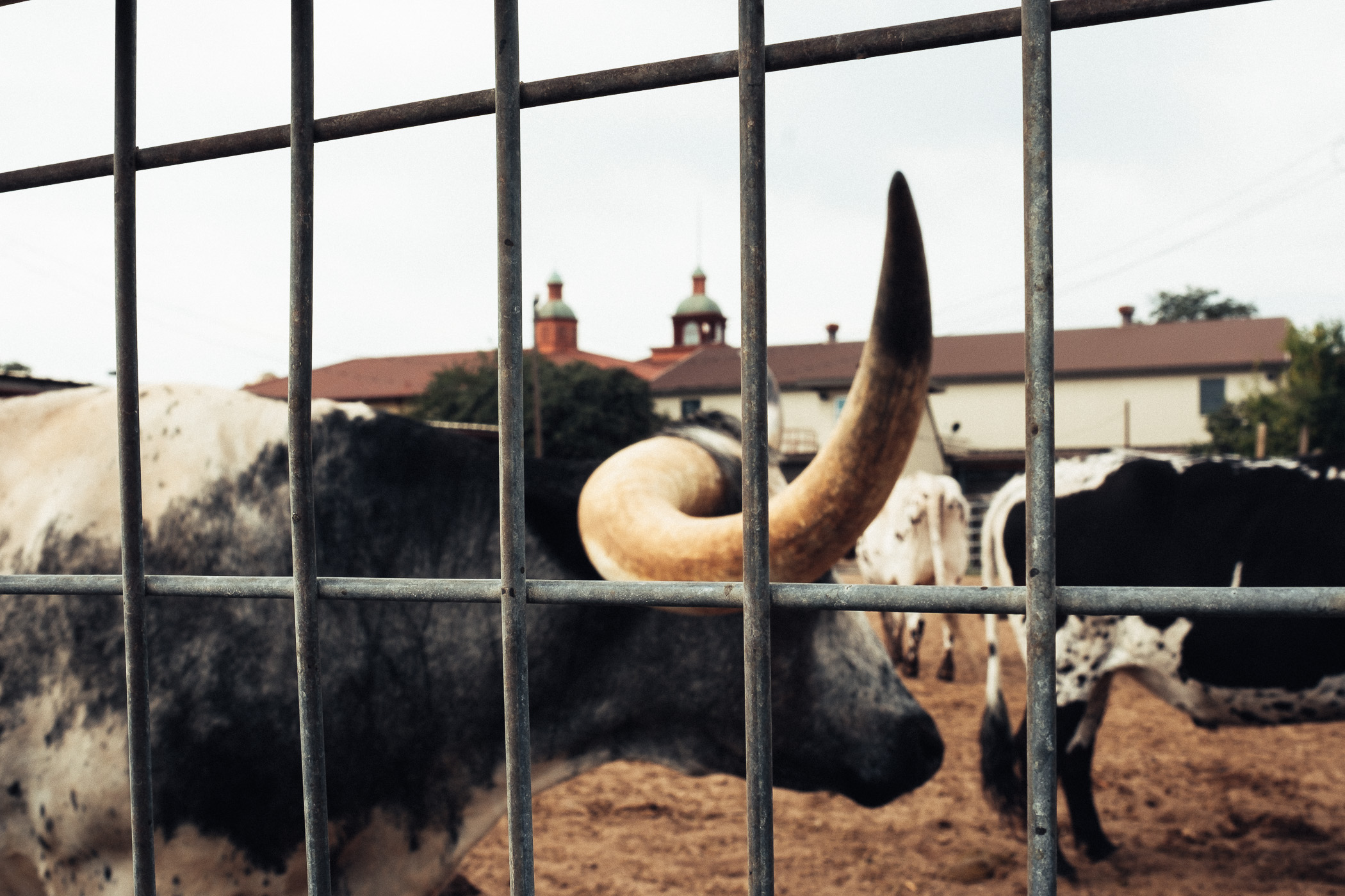 Longhorn bulls that make up a herd kept at the Fort Worth Stockyards, Fort Worth, Texas.