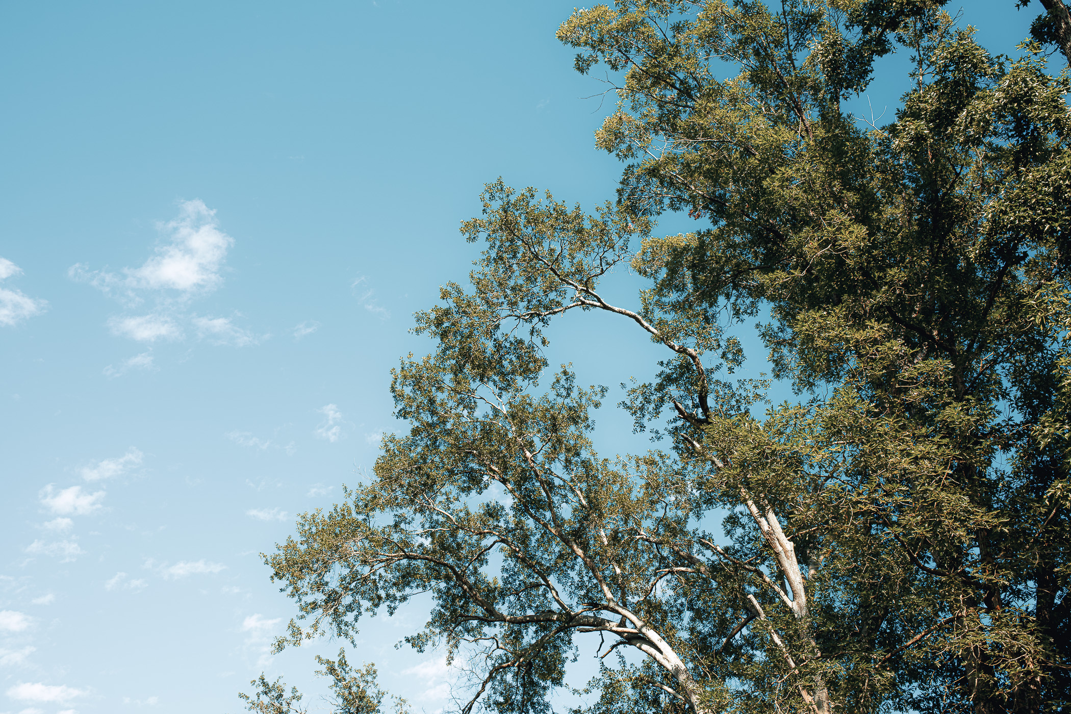 Tree branches in the calm sky over Tyler, Texas.